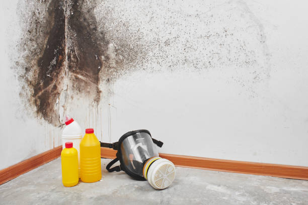 Best Mold Testing and Removal  in Somerville, TN