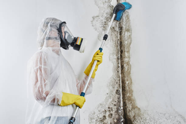 Best Certified Mold Removal  in Somerville, TN