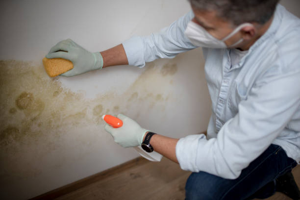 Best Residential Mold Removal  in Somerville, TN