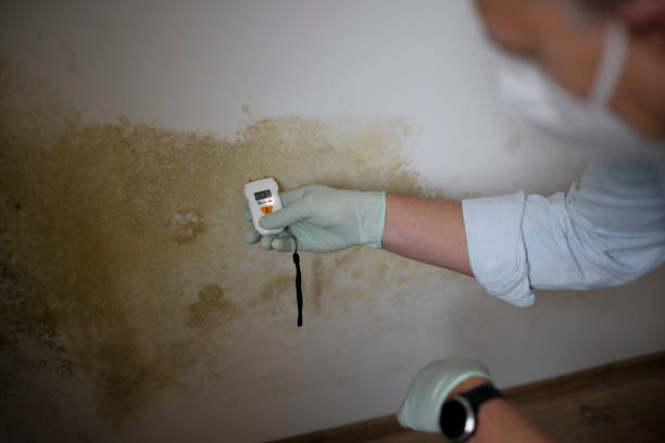 Best Black Mold Removal  in Somerville, TN