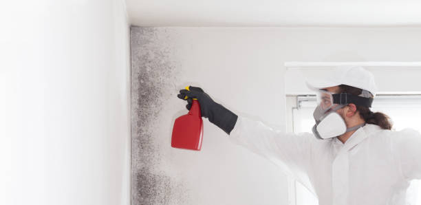 Trusted Somerville, TN Mold Removal Experts