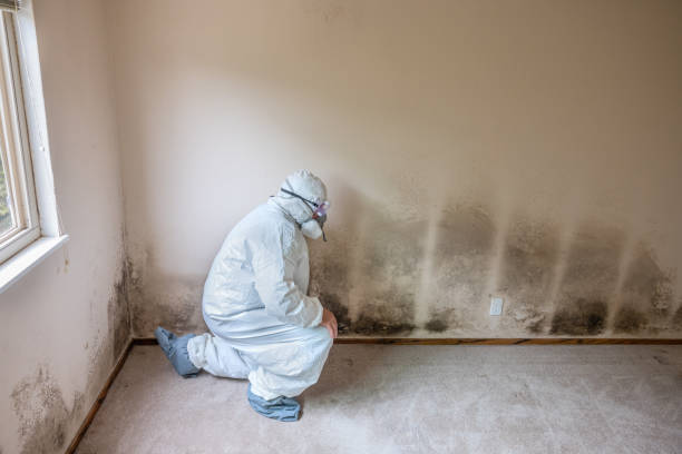 Best Mold Damage Repair  in Somerville, TN