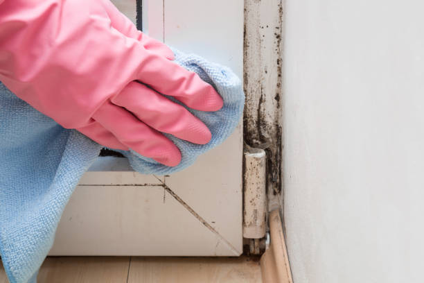 Best Mold Damage Repair  in Somerville, TN