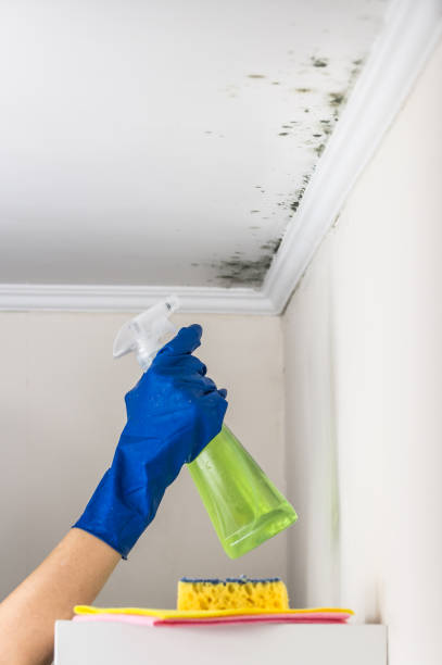 Best Emergency Mold Removal  in Somerville, TN